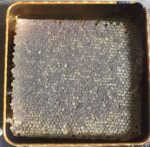 Organik Petek Bal 2 kg